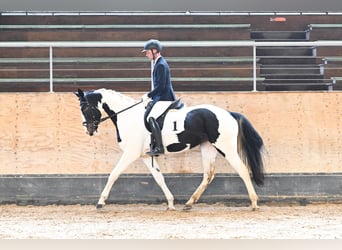 German Sport Horse, Mare, 4 years, 16 hh, Pinto