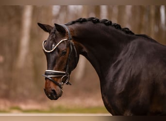 German Sport Horse, Mare, 4 years, 16 hh, Smoky-Black