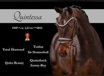 German Sport Horse, Mare, 4 years, 16 hh, Smoky-Black