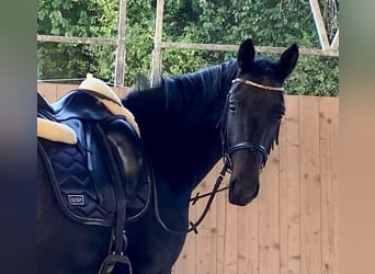 German Sport Horse, Mare, 4 years, 16 hh, Smoky-Black