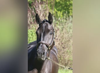 German Sport Horse, Mare, 4 years, 16 hh, Smoky-Black