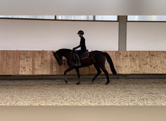 German Sport Horse, Mare, 4 years, 16 hh, Smoky-Black