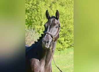 German Sport Horse, Mare, 4 years, 16 hh, Smoky-Black