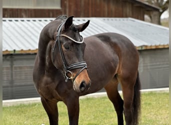 German Sport Horse, Mare, 4 years, 16,1 hh, Bay-Dark