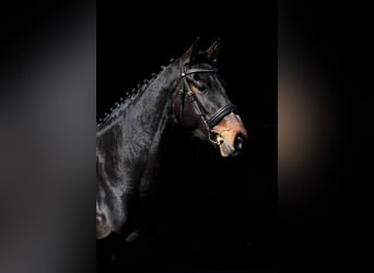 German Sport Horse, Mare, 4 years, 16,1 hh, Bay-Dark