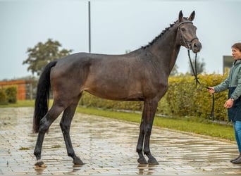 German Sport Horse, Mare, 4 years, 16,1 hh, Bay-Dark