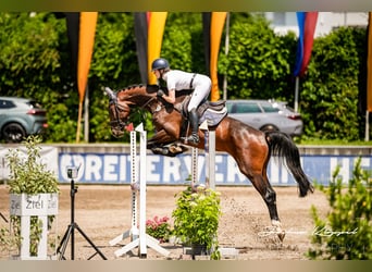German Sport Horse, Mare, 4 years, 16,1 hh, Bay-Dark