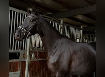 German Sport Horse, Mare, 4 years, 16,1 hh, Black