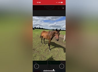 German Sport Horse, Mare, 4 years, 16,1 hh, Brown