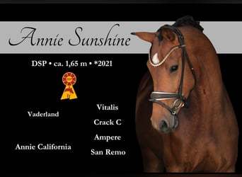 German Sport Horse, Mare, 4 years, 16,1 hh, Brown