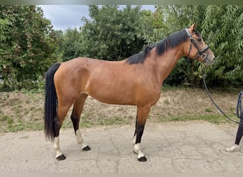 German Sport Horse, Mare, 4 years, 16,1 hh, Brown