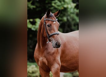 German Sport Horse, Mare, 4 years, 16,1 hh, Brown