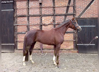 German Sport Horse, Mare, 4 years, 16,1 hh, Chestnut