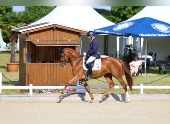 German Sport Horse, Mare, 4 years, 16,1 hh, Chestnut-Red