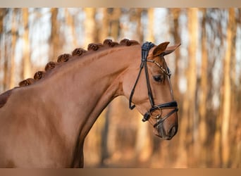 German Sport Horse, Mare, 4 years, 16,1 hh, Chestnut-Red