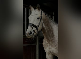 German Sport Horse, Mare, 4 years, 16,1 hh, Grey-Dapple