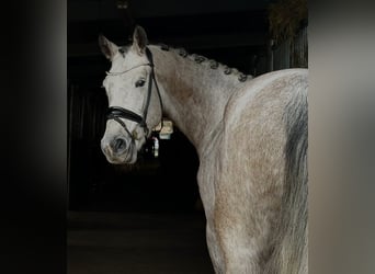 German Sport Horse, Mare, 4 years, 16,1 hh, Grey-Dapple