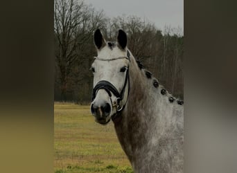 German Sport Horse, Mare, 4 years, 16,1 hh, Grey-Dapple
