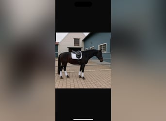 German Sport Horse, Mare, 4 years, 16,1 hh, Smoky-Black