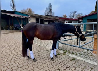 German Sport Horse, Mare, 4 years, 16,1 hh, Smoky-Black
