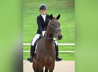 German Sport Horse, Mare, 4 years, 16,2 hh, Bay-Dark