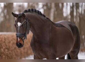 German Sport Horse, Mare, 4 years, 16,2 hh, Bay-Dark
