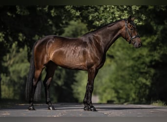 German Sport Horse, Mare, 4 years, 16,2 hh, Bay-Dark