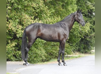 German Sport Horse, Mare, 4 years, 16,2 hh, Black