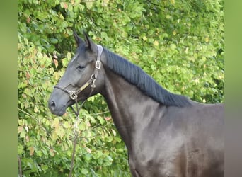 German Sport Horse, Mare, 4 years, 16,2 hh, Black