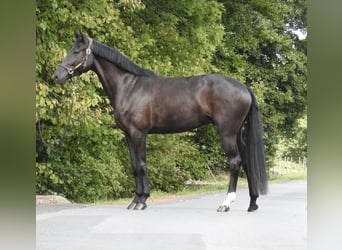 German Sport Horse, Mare, 4 years, 16,2 hh, Black