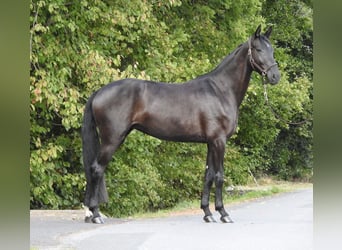 German Sport Horse, Mare, 4 years, 16,2 hh, Black