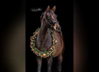 German Sport Horse, Mare, 4 years, 16,2 hh, Brown