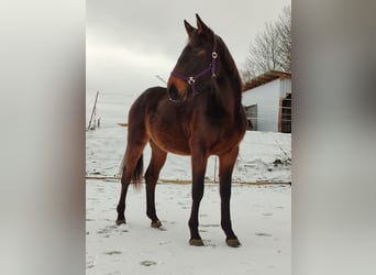 German Sport Horse, Mare, 4 years, 16,2 hh, Brown