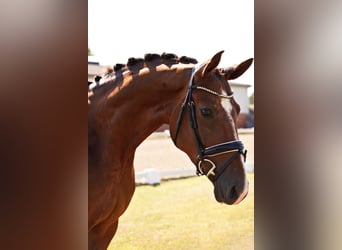 German Sport Horse, Mare, 4 years, 16,2 hh, Chestnut