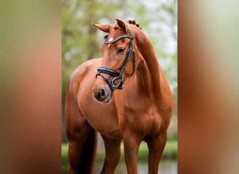 German Sport Horse, Mare, 4 years, 16,2 hh, Chestnut