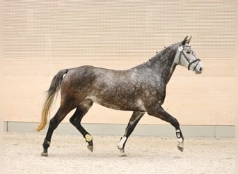 German Sport Horse, Mare, 4 years, 16,2 hh, Grey-Dapple