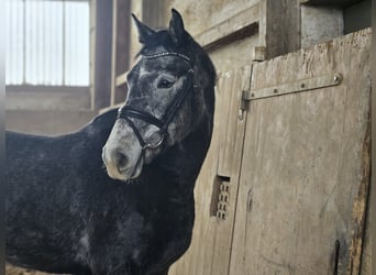 German Sport Horse, Mare, 4 years, 16,2 hh, Grey-Dapple