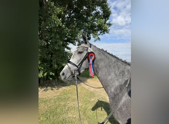 German Sport Horse, Mare, 4 years, 16,2 hh, Grey