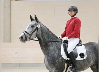 German Sport Horse, Mare, 4 years, 16,2 hh, Grey