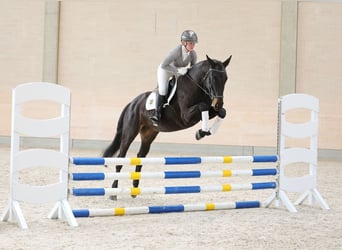 German Sport Horse, Mare, 4 years, 16,2 hh, Smoky-Black
