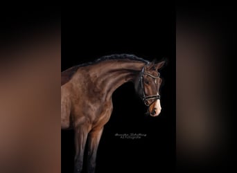 German Sport Horse, Mare, 4 years, 17.1 hh, Brown