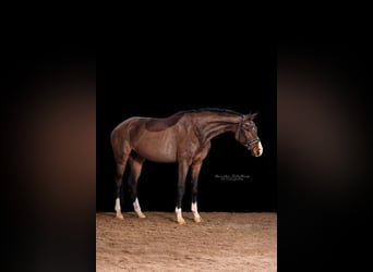 German Sport Horse, Mare, 4 years, 17.1 hh, Brown