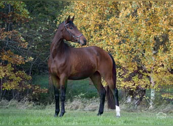 German Sport Horse, Mare, 4 years, 17.1 hh, Brown