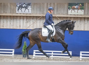 German Sport Horse, Mare, 4 years, 17 hh, Bay-Dark