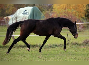 German Sport Horse, Mare, 4 years, 17 hh, Bay-Dark