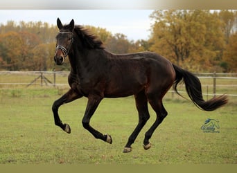 German Sport Horse, Mare, 4 years, 17 hh, Bay-Dark
