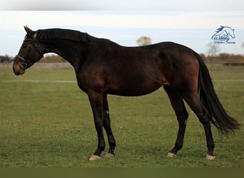 German Sport Horse, Mare, 4 years, 17 hh, Bay-Dark