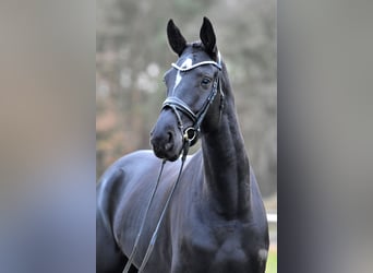 German Sport Horse, Mare, 4 years, 17 hh, Black