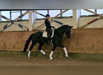 German Sport Horse, Mare, 4 years, 17 hh, Black