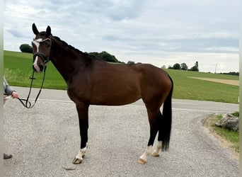 German Sport Horse, Mare, 4 years, 17 hh, Brown